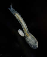 Image of Lightiella incisa Gooding 1963