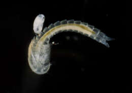 Image of Lightiella incisa Gooding 1963