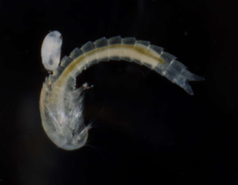 Image of Lightiella incisa Gooding 1963