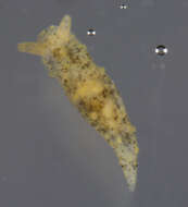 Image of Polycerella A. E. Verrill 1880