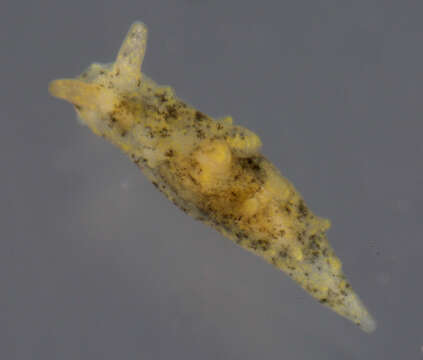 Image of Polycerella A. E. Verrill 1880