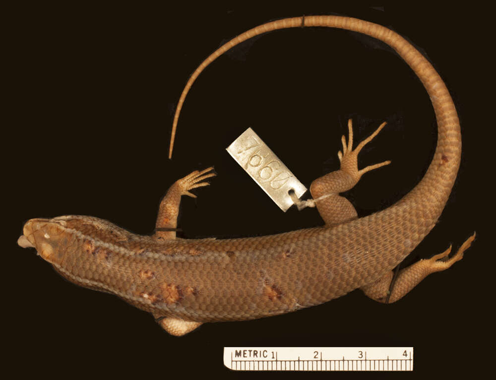 Imagem de Eutropis carinata carinata (Schneider 1801)