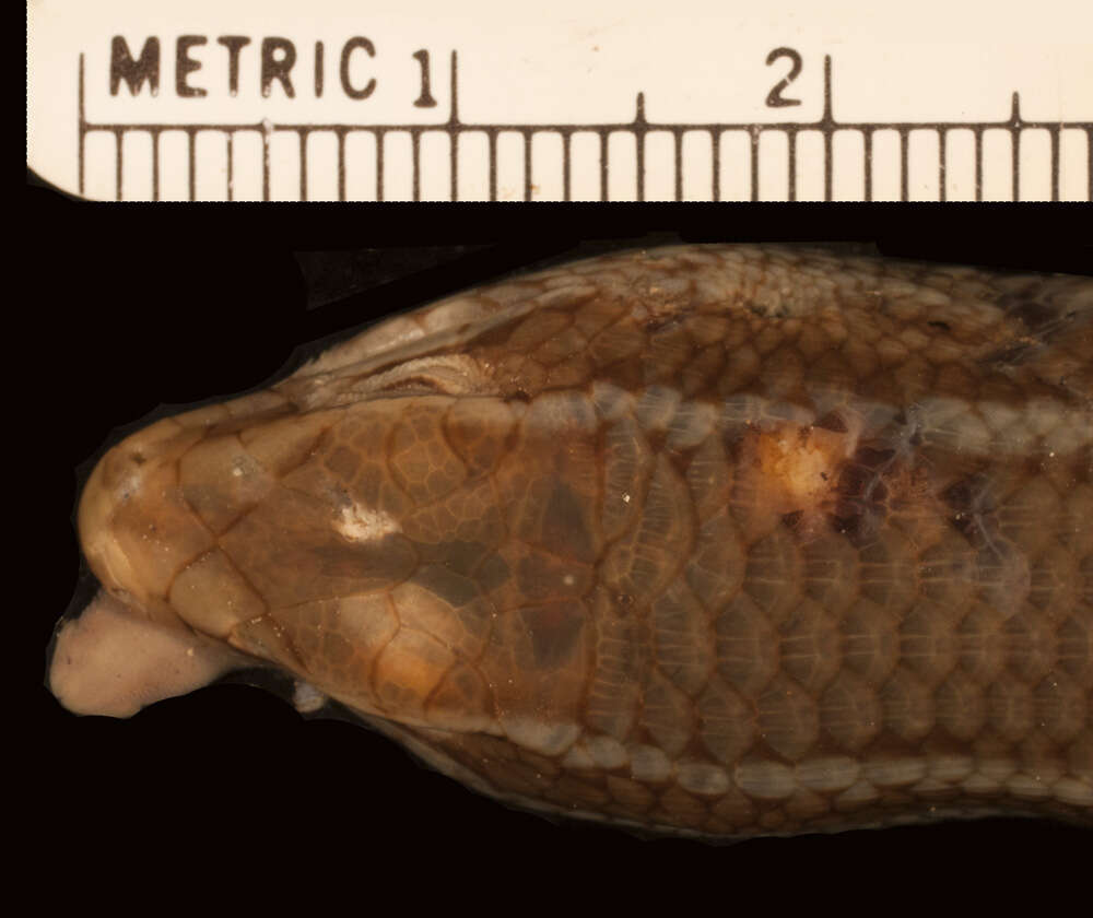 Imagem de Eutropis carinata carinata (Schneider 1801)