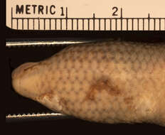 Imagem de Eutropis carinata carinata (Schneider 1801)