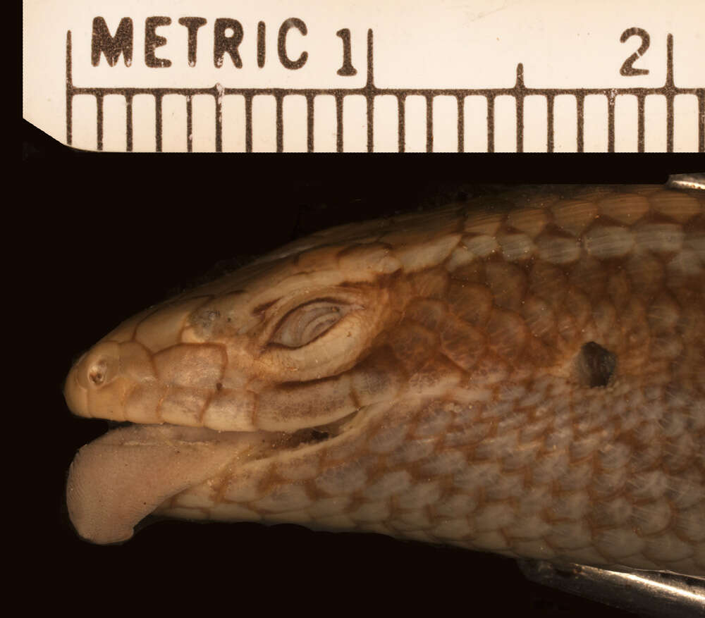 Imagem de Eutropis carinata carinata (Schneider 1801)