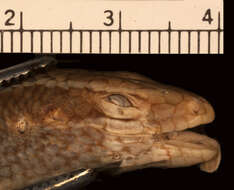 Imagem de Eutropis carinata carinata (Schneider 1801)