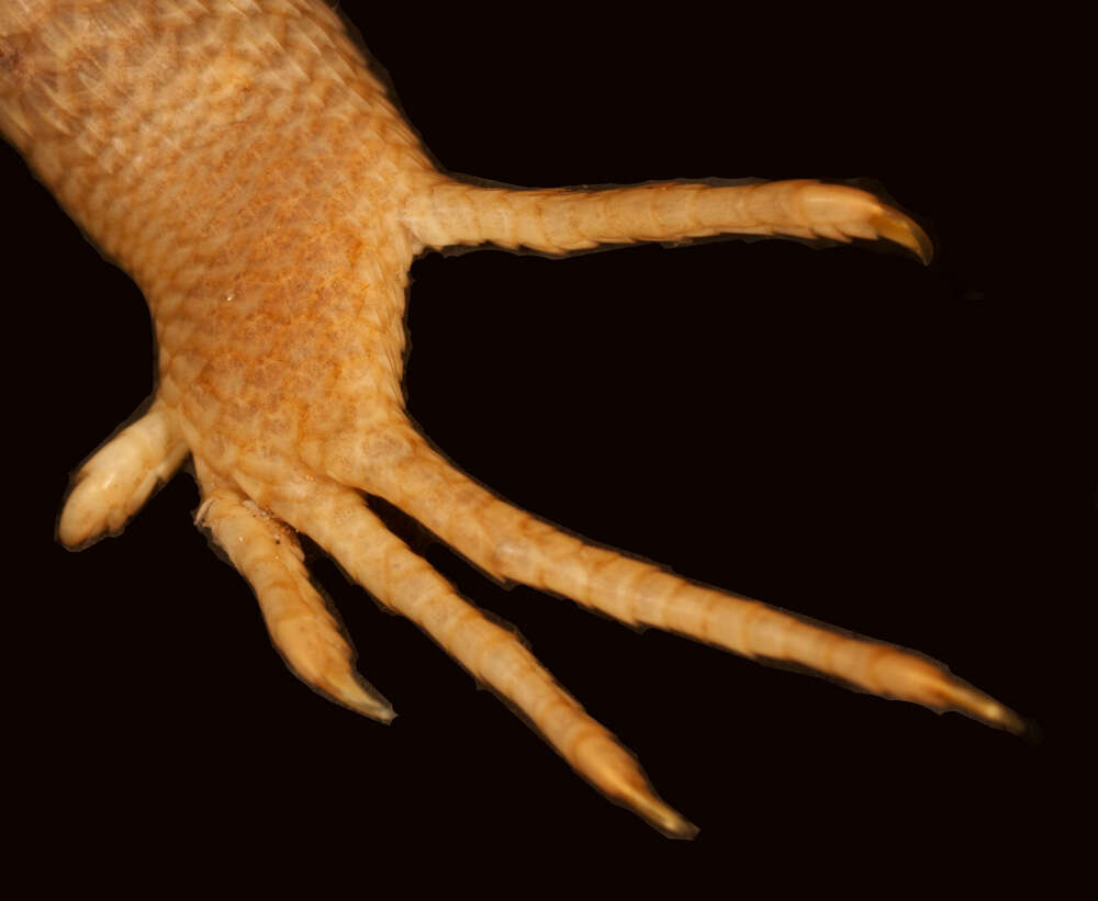 Imagem de Eutropis carinata carinata (Schneider 1801)