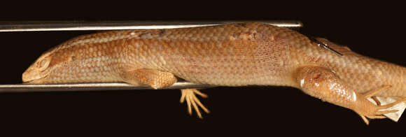 Image of Eutropis carinata carinata (Schneider 1801)