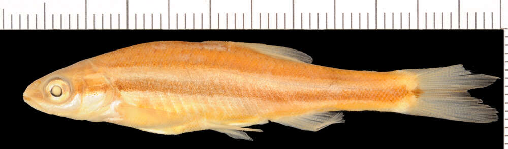 Image of Southern Redbelly Dace