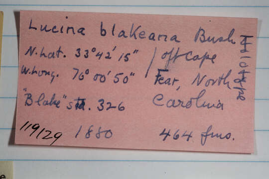 Sivun Lucinoma blakeana (Bush 1893) kuva