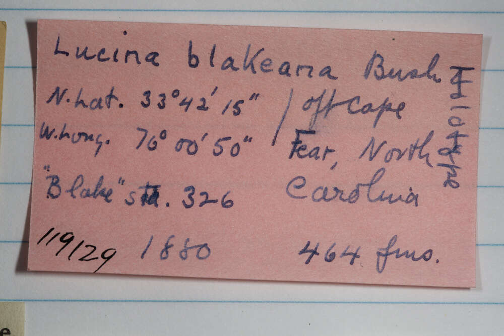 Image of Lucinoma blakeana (Bush 1893)