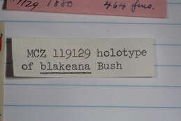 Image of Lucinoma blakeana (Bush 1893)