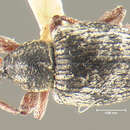 Image of Smicronyx triangularis Anderson 1962