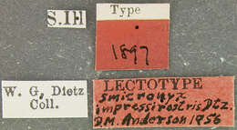 Image of Smicronyx impressirostris Dietz 1894
