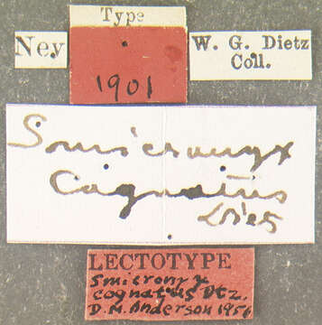 Image of Smicronyx cognatus Dietz 1894