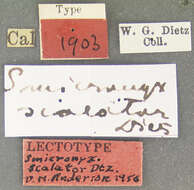 Image of Smicronyx cognatus Dietz 1894