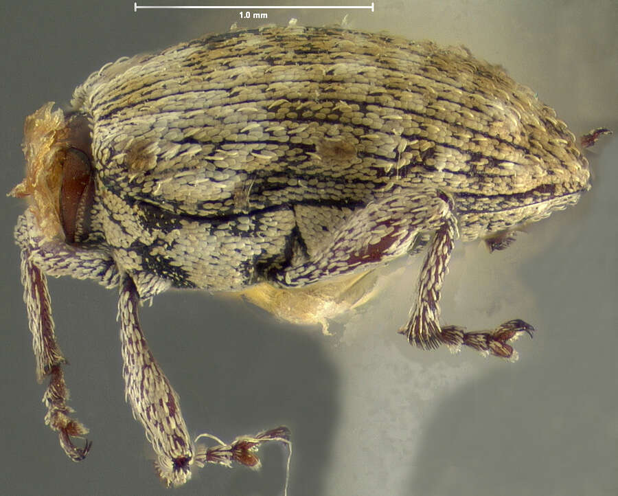 Image of Smicronyx flavicans Le Conte 1876