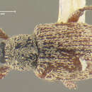 Image of Smicronyx commixtus Dietz 1894