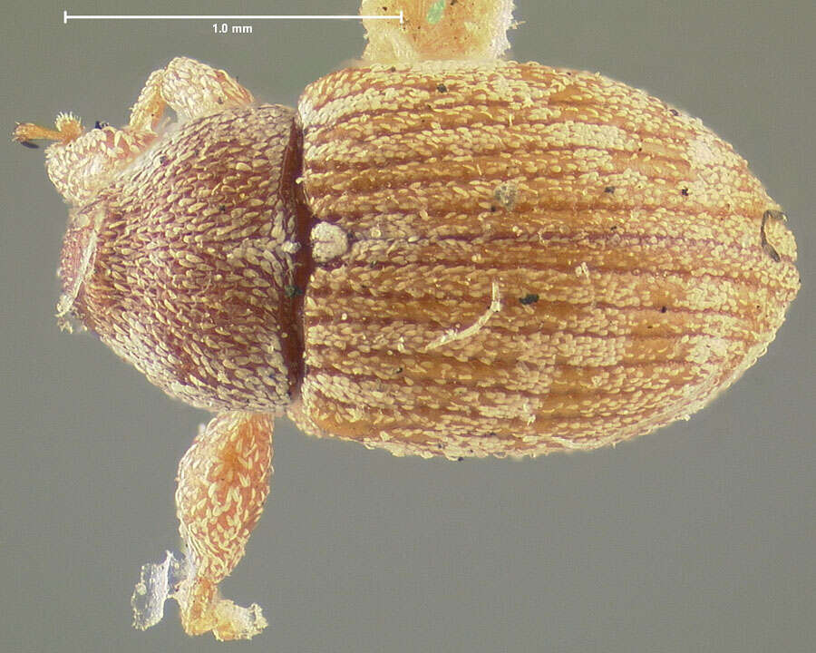 Image of Anthonomus pusillus Clark 1990