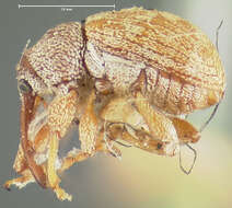 Image of Anthonomus pusillus Clark 1990