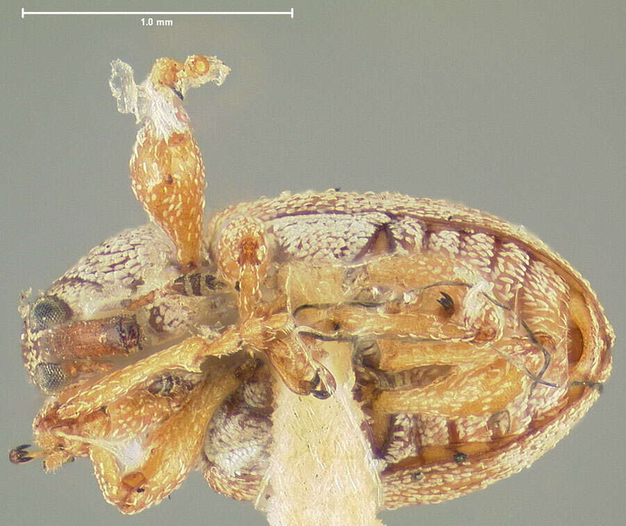 Image of Anthonomus pusillus Clark 1990