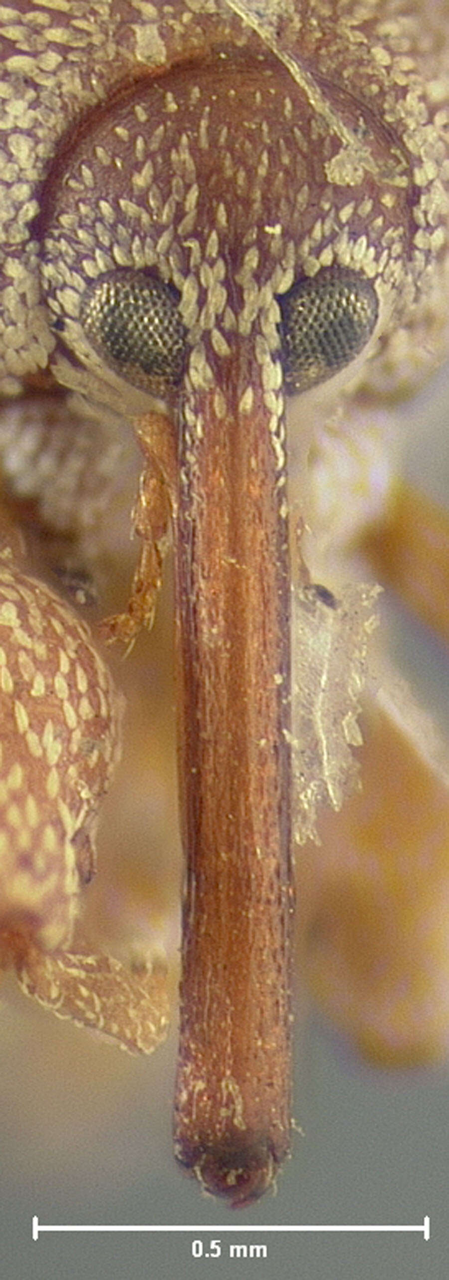 Image of Anthonomus pusillus Clark 1990