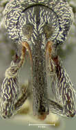 Image of Chelonychus longipes Dietz 1891