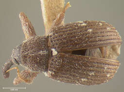 Слика од Anthonomus flavicornis Boheman 1843