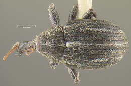 Image of Anthonomus squamulatus Dietz 1891