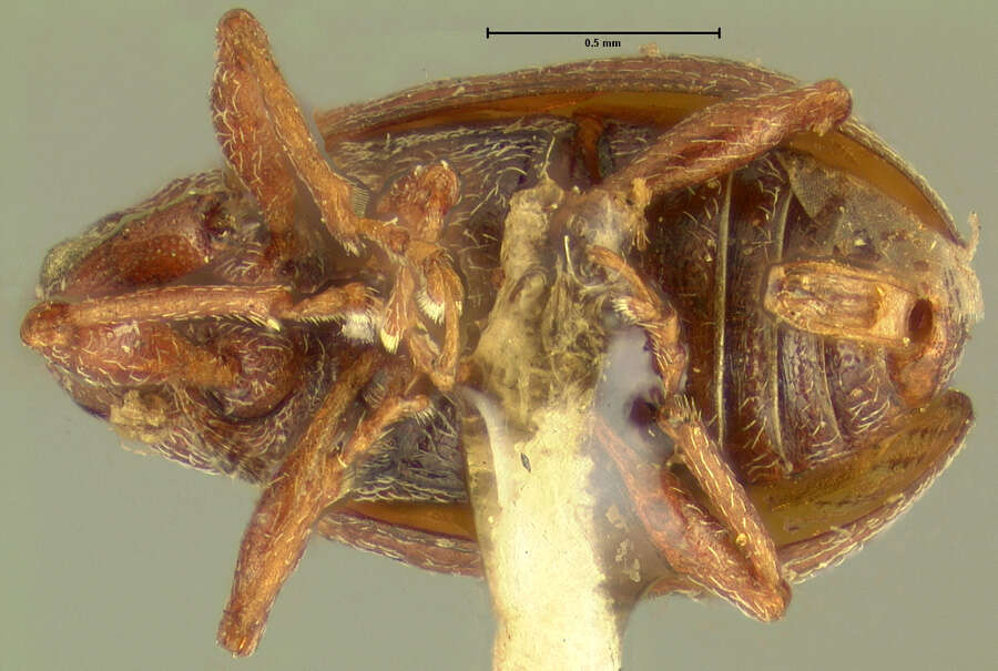 Image de Pseudanthonomus facetus Dietz 1891