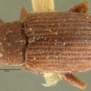 Image de Pseudanthonomus puncticollis Blatchley & Leng 1916