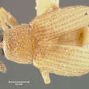 Image of <i>Dietzianus liliputanus</i>