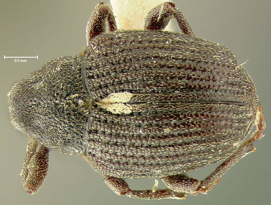 Image of Rhinoncus pericarpius