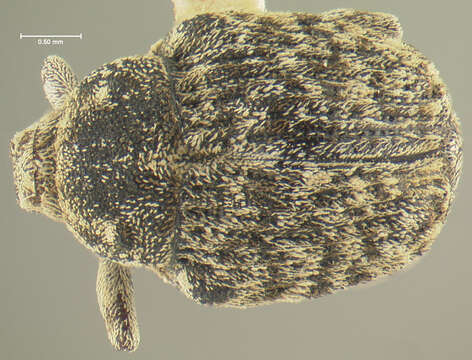 Plancia ëd Acanthoscelidius