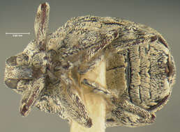 Слика од Acanthoscelidius californicus Dietz. 1896