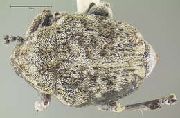 Слика од Acanthoscelidius ilex Dietz 1896