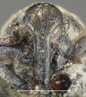 Слика од Acanthoscelidius ilex Dietz 1896