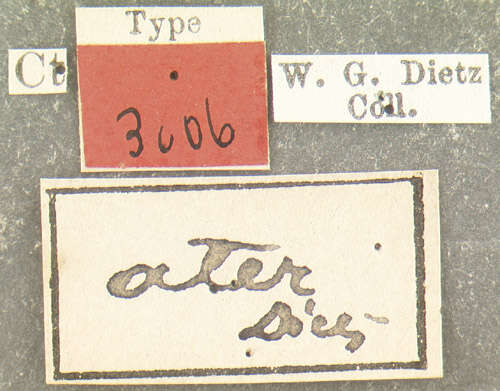 صورة Auleutes ater Dietz 1896