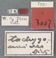 Image of Auleutes tachygonoides Dietz 1896