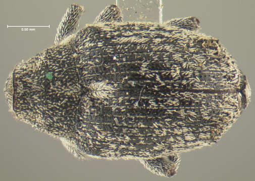 Image of Ceutorhynchus quadridens Germar 1824