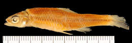 Sivun Notropis heterodon (Cope 1865) kuva