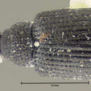 Image of Anthonomus simiolus Blatchley & Leng 1916