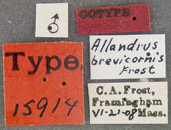 Image of Allandrus brevicornis Frost 1920