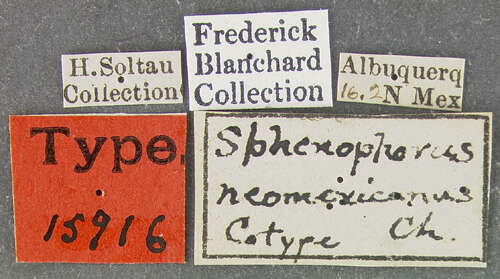 Image de <i>Sphenophorus neomexicanus</i> Chittenden 1904