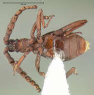 Image of <i>Enasiba microcera</i>