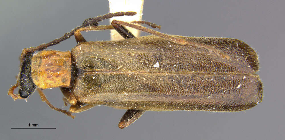 Image of <i>Podabrus instabilis</i>