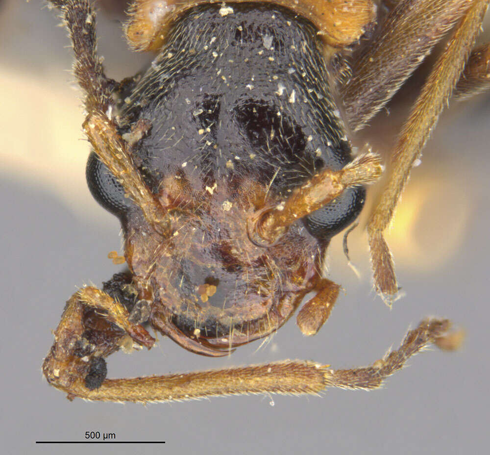 Image of <i>Podabrus instabilis</i>