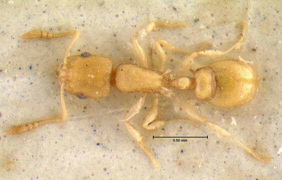 Image of <i>Temnothorax torrei</i>