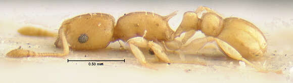 Image of <i>Temnothorax torrei</i>