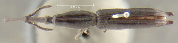 Image of Schizotrachelus